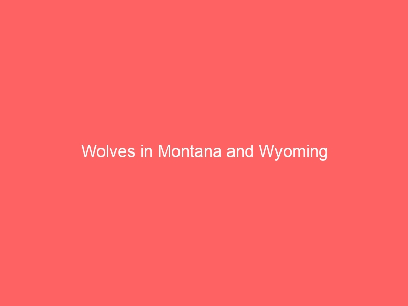 Wolves in Montana and Wyoming