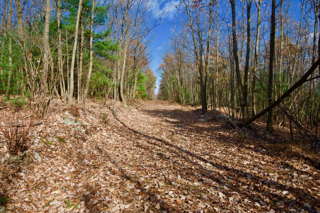 From Texan Prairies to Pennsylvania Plots — The Best Places to Buy Hunting Land