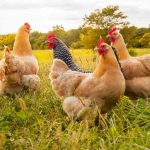 Poultry Profit Potential? — Your Ultimate Guide to Buying the Perfect Poultry Farm