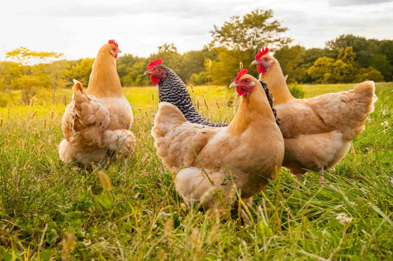 Poultry Profit Potential? — Your Ultimate Guide to Buying the Perfect Poultry Farm